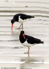 Weißer Austernfischer (2 von 8).jpg